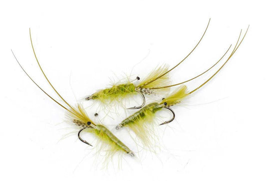 CDC Shrimp Olive